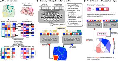 DEEPsc: A Deep Learning-Based Map Connecting Single-Cell Transcriptomics and Spatial Imaging Data